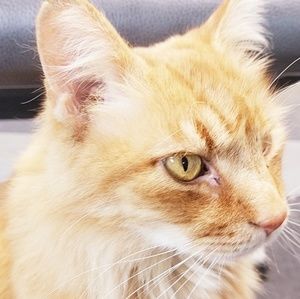 Meet your Posher, Heidi